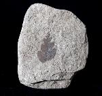 Comptonia acutiloba BRONGNIART 1828 - Bild © FossNet FossilienStore